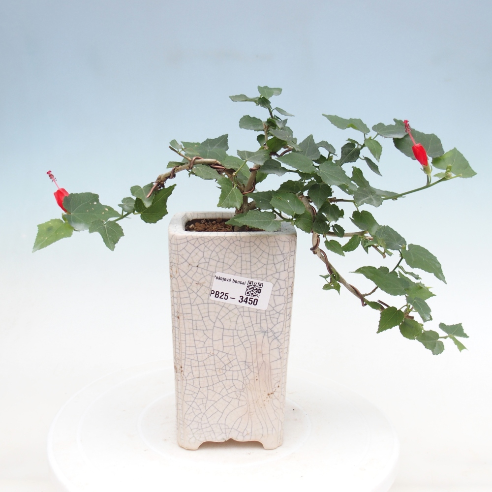 Zimmerbonsai - Malvaviscus arboreus