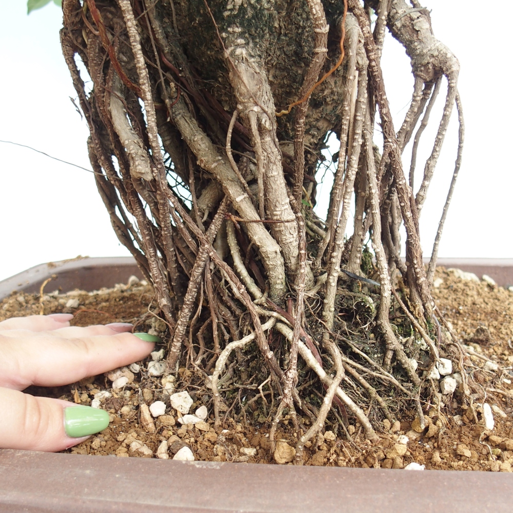 Zimmerbonsai - Ficus kimmen - kleinblättriger Ficus - NUR PERSÖNLICHE ABHOLUNG oder Palettentransport