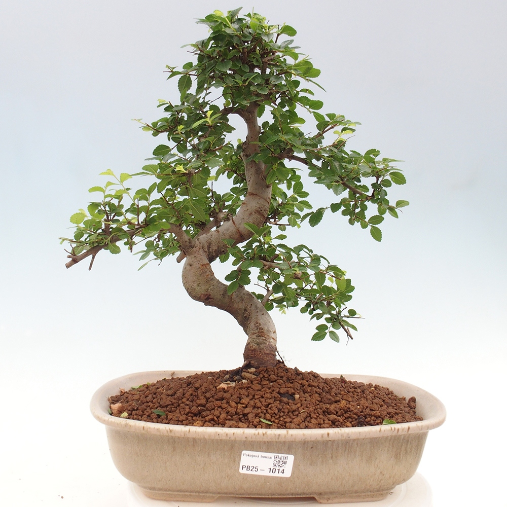 Zimmerbonsai - Ulmus parvifolia - Kleinblättrige Ulme