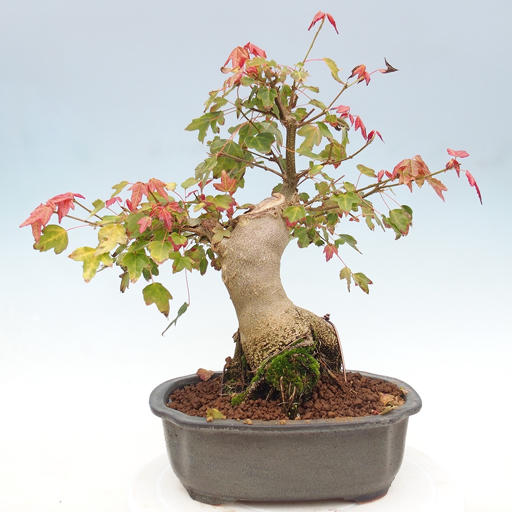 Bonsai im Freien - Ahorn Buergerianum - Burger Maple