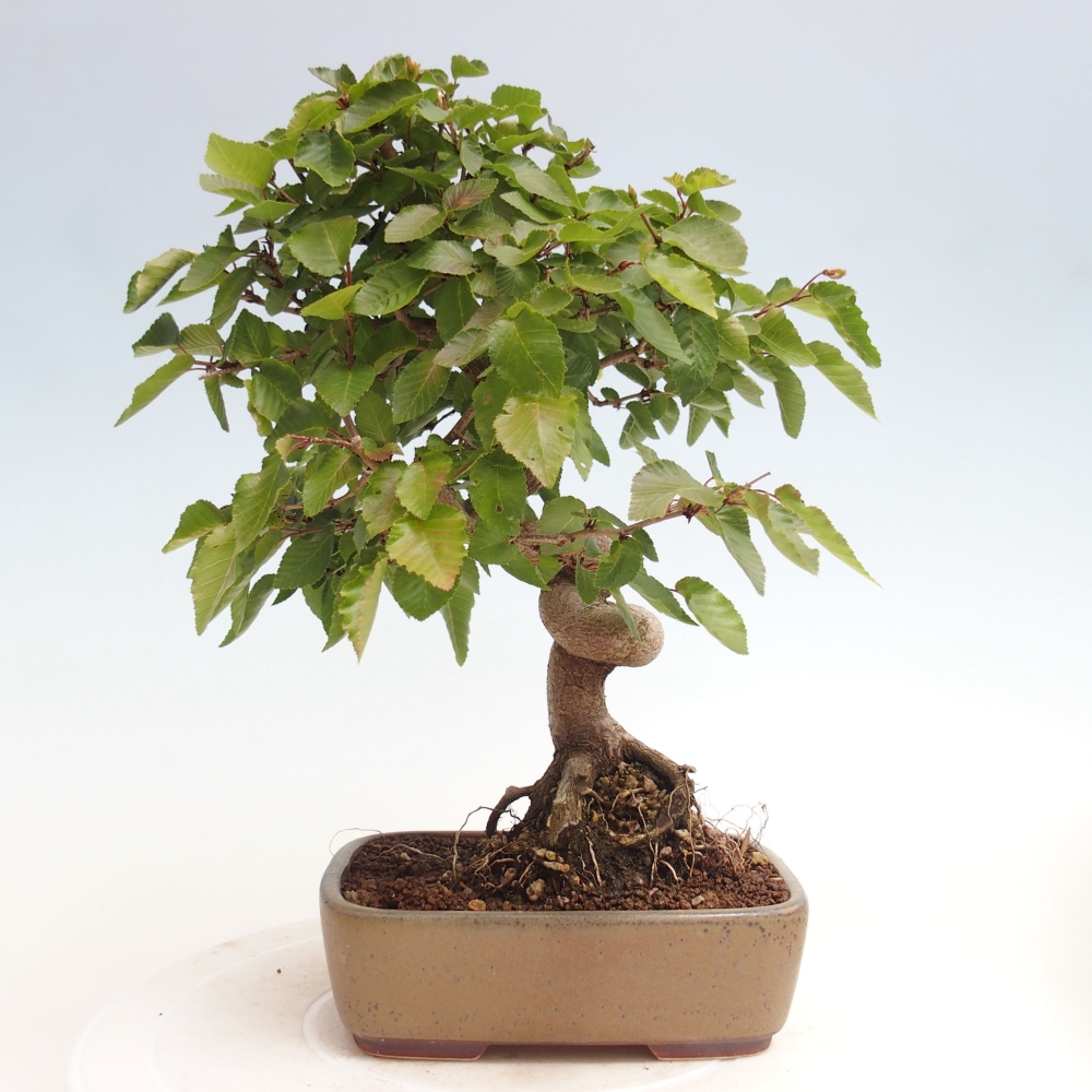 Bonsai im Freien -Carpinus CARPINOIDES - Koreanische Hainbuche