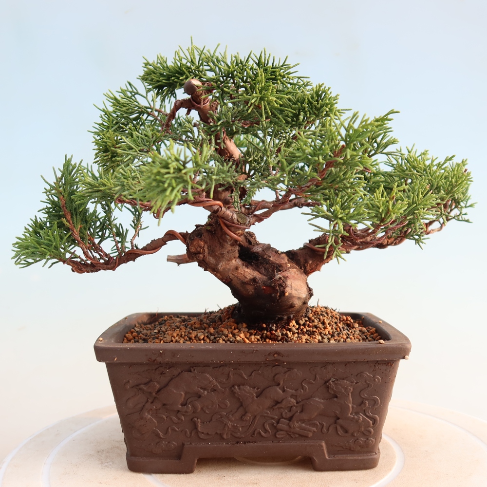 Outdoor bonsai - Juniperus chinensis Itoigawa - Chinese juniper