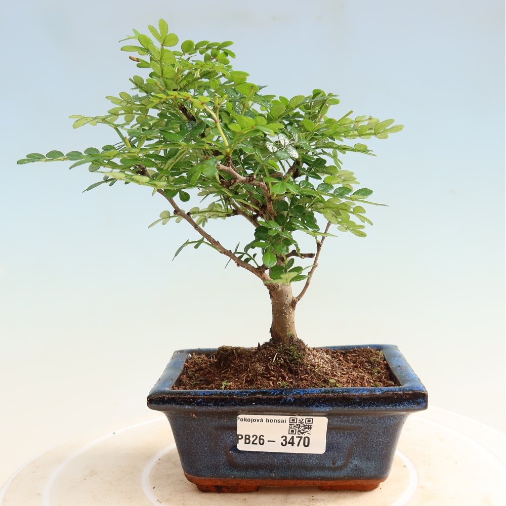Zimmer Bonsai - Zantoxylum piperitum - Pfefferbaum