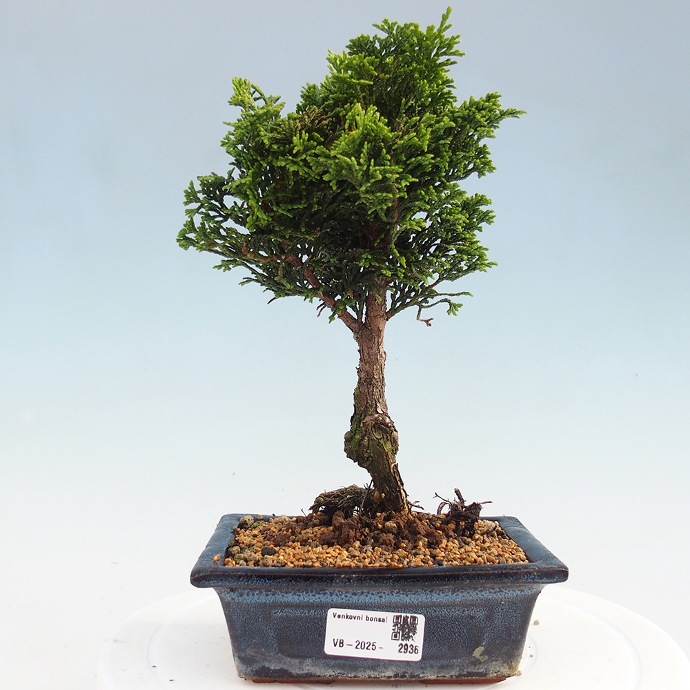 Outdoor-Bonsai - Cham.pis obtusa Nana Gracilis - Zypresse