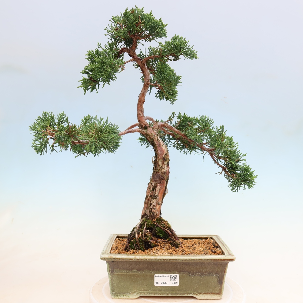 Bonsai für draußen - Juniperus chinensis Kishu