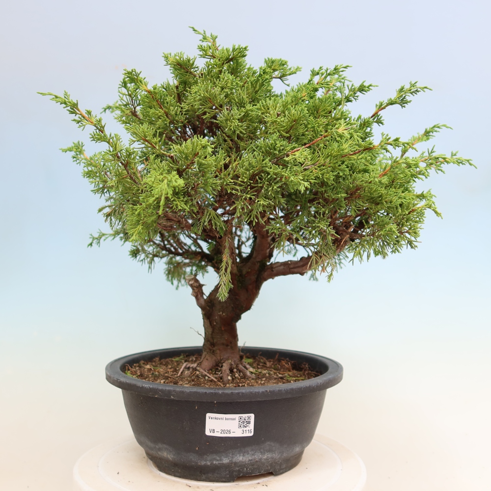Bonsai für draußen - Juniperus chinensis Itoigawa-Juniperus chinensis