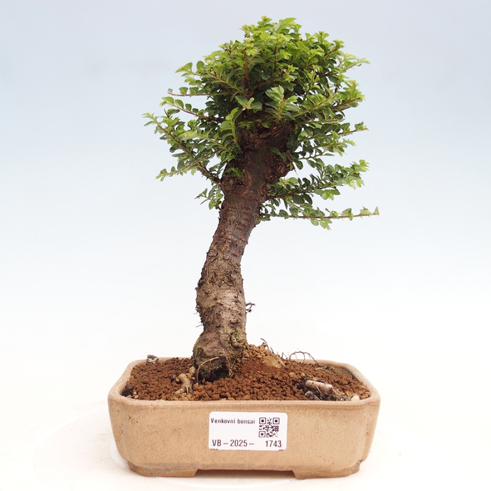 Bonsai im Freien - Ulmus parvifolia Hokkaido - Chinesische Ulme