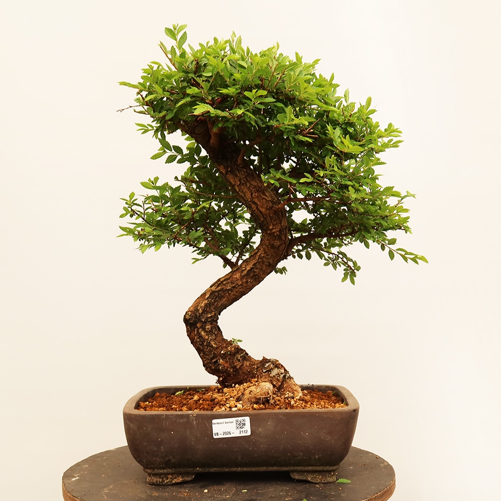 Bonsai im Freien - Zelkova - Zelkova NIRE