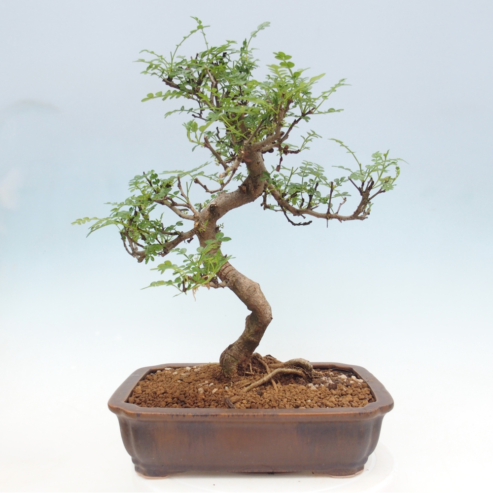 Zimmer Bonsai - Zantoxylum piperitum - Pfefferbaum