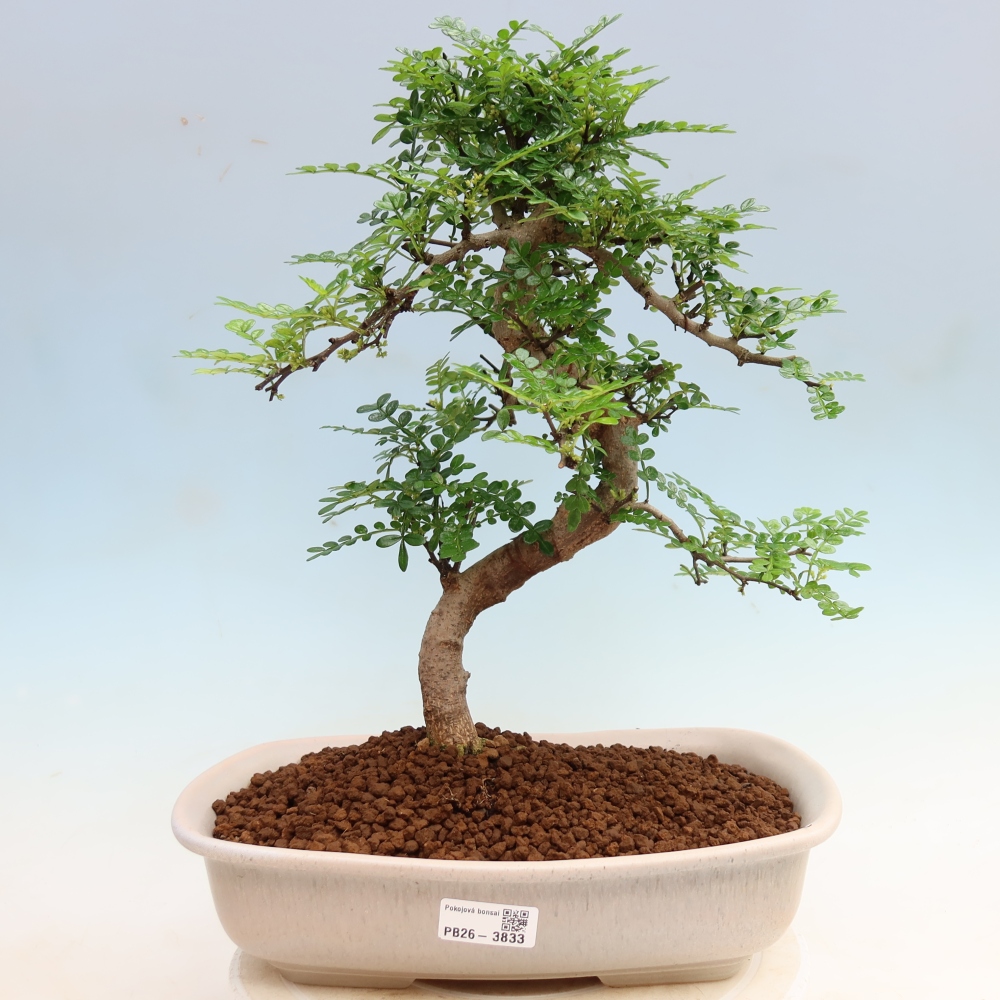 Zimmer Bonsai - Zantoxylum piperitum - Pfefferbaum