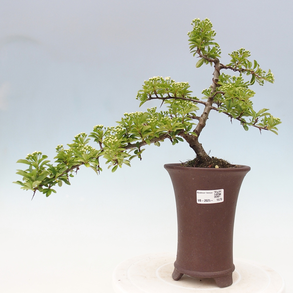 Outdoor Bonsai-Pyracanta Teton -Bäckerei