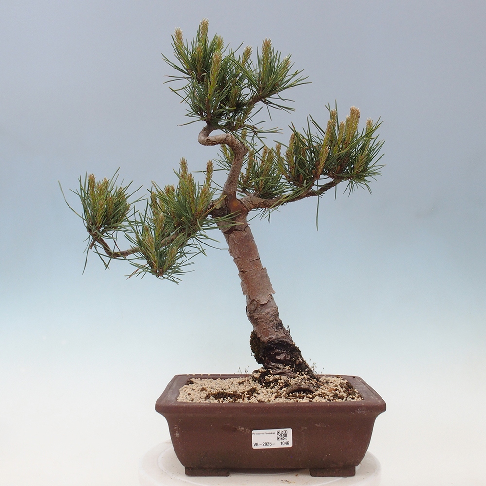 Bonsai im Freien - Pinus Sylvestris - Waldkiefer