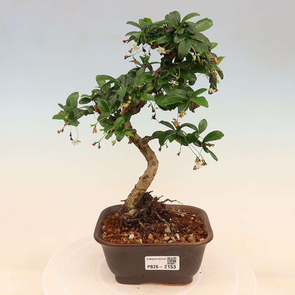 Zimmer-Bonsai - Carmona macrophylla - Tee-Fuki