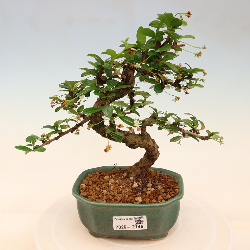 Zimmer-Bonsai - Carmona macrophylla - Tee-Fuki