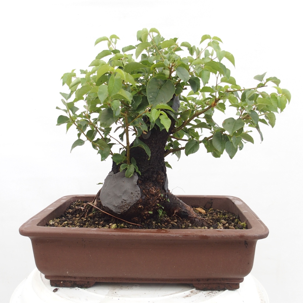 Bonsai im Freien - Mahalebka - Prunus mahaleb