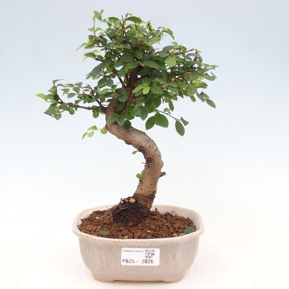 Zimmer Malolistý Ulme Bonsai