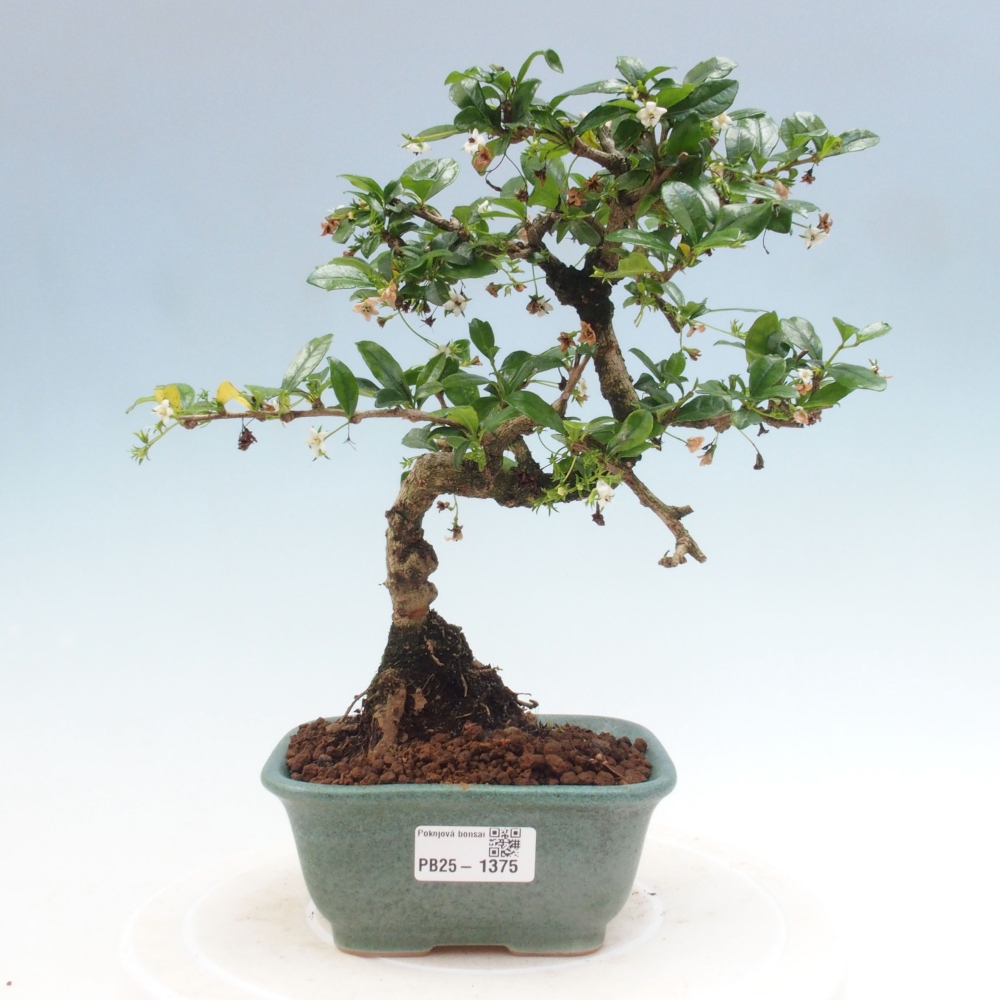 Zimmerbonsai - Carmona Macrophylla - Fuki-Tee