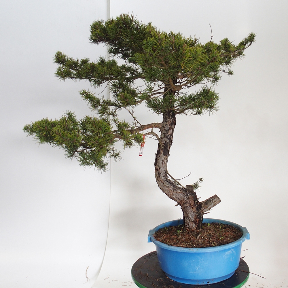 Yamadori - Pinus sylvestris Spanien