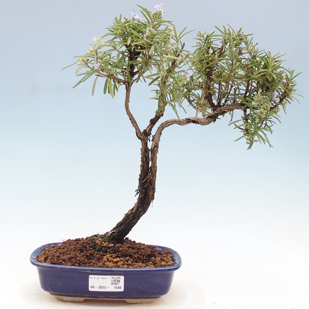 Freilandbonsai - Rosmarin - Rosmarinus officinalis