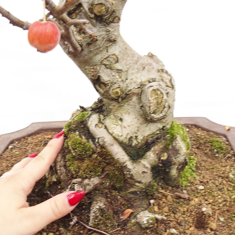 Bonsai im Freien - Malus halliana - Kleinfruchtiger Apfelbaum