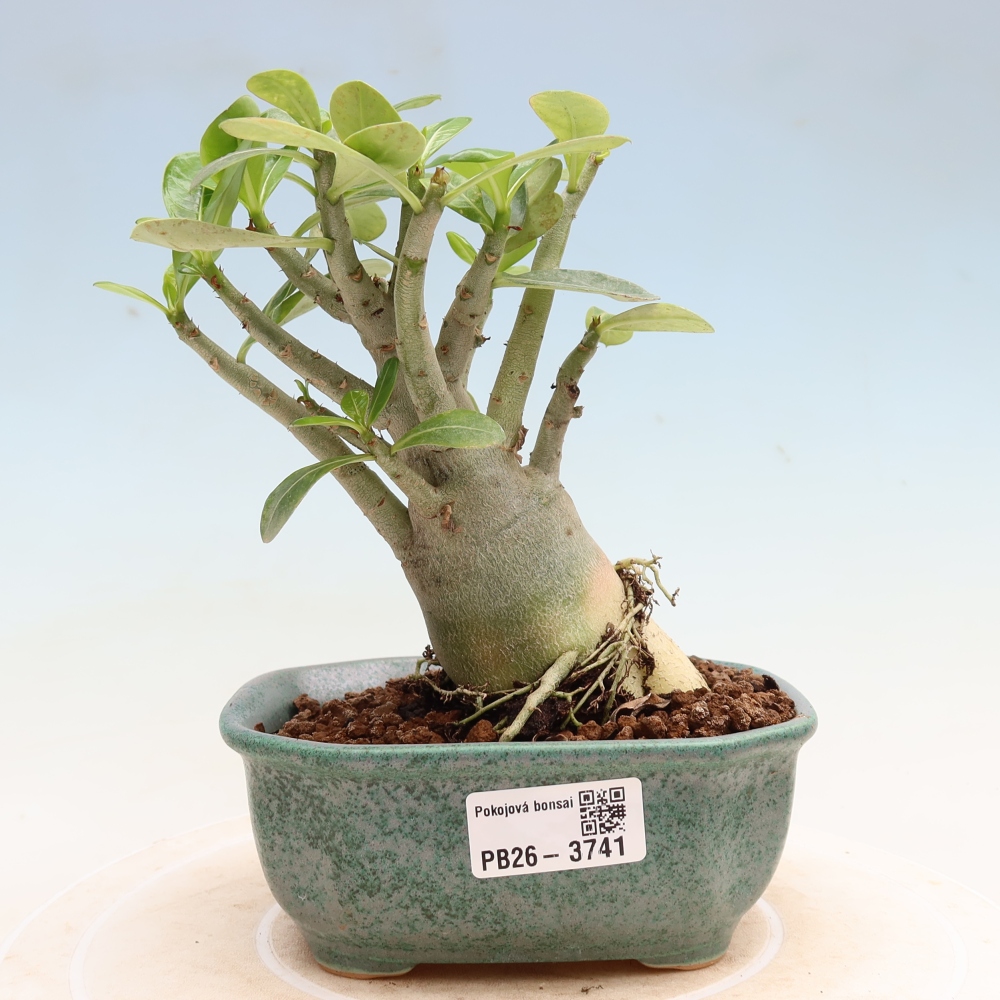 Zimmerbonsai – Adenium obesum „Red Star“ – Wüstenrose