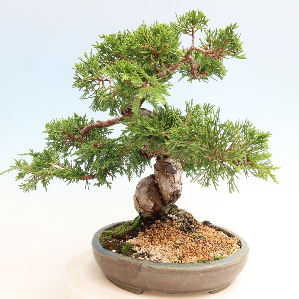 Bonsai für draußen - Juniperus chinensis Itoigawa-Juniperus chinensis