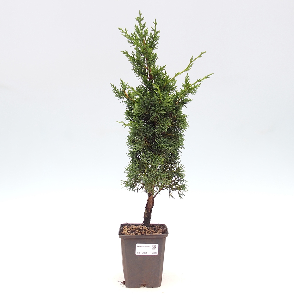 Outdoor-Bonsai - Juniperus chinensis Kishu - Chinesischer Wacholder