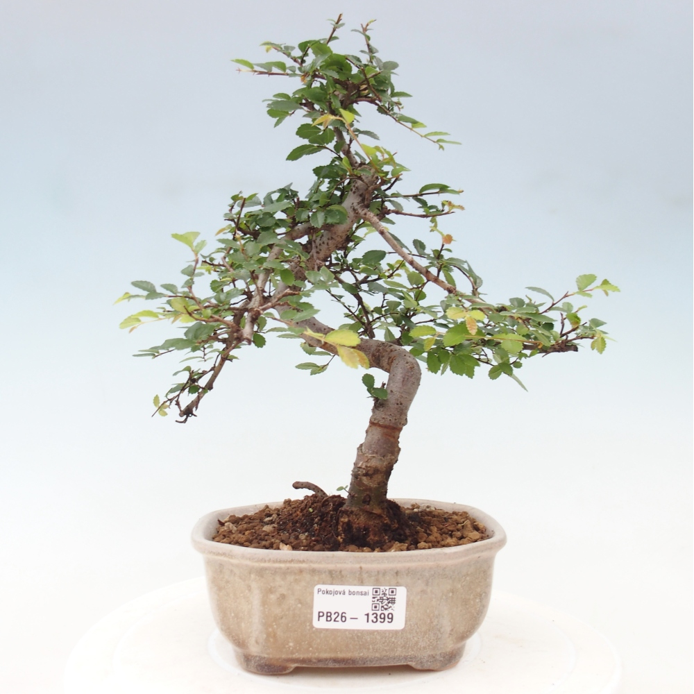 Zimmerbonsai - Ulmus parvifolia - Kleinblättrige Ulme