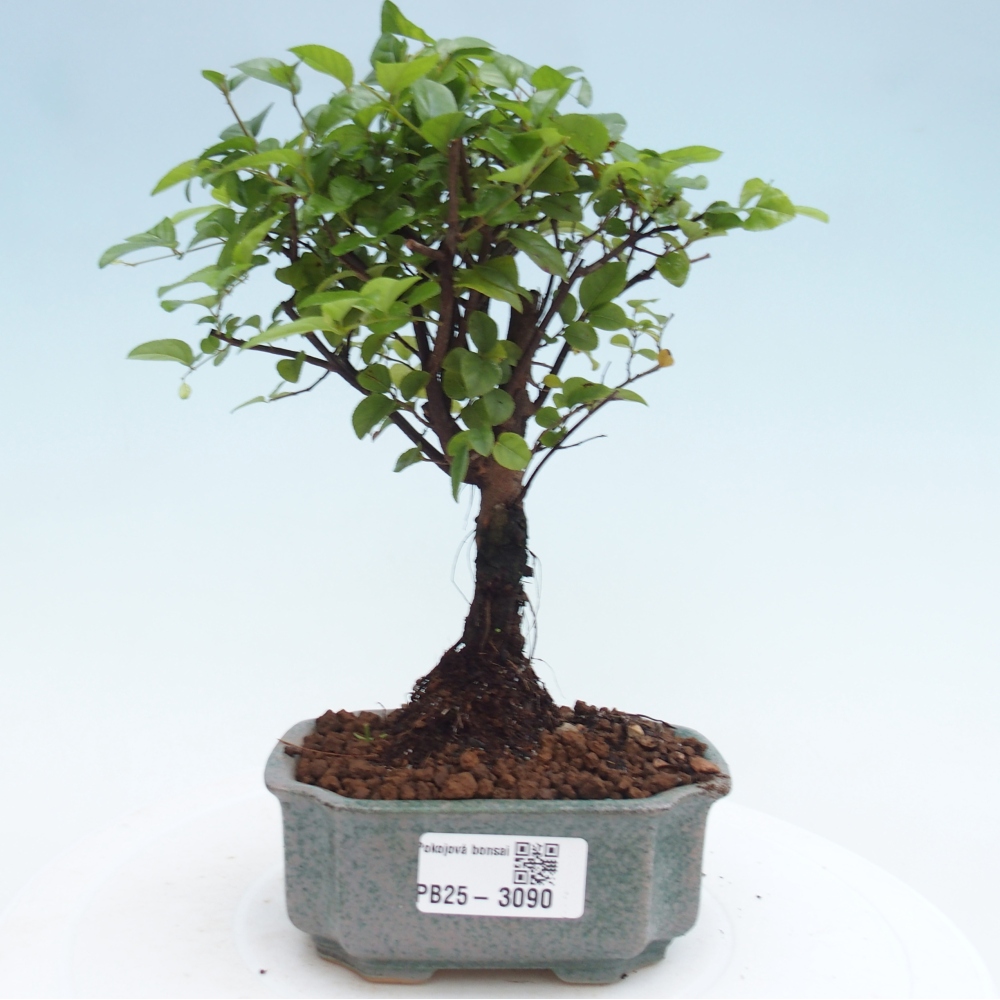 Indoor Bonsai - Sagerécie Thea - Sagerécie Thea