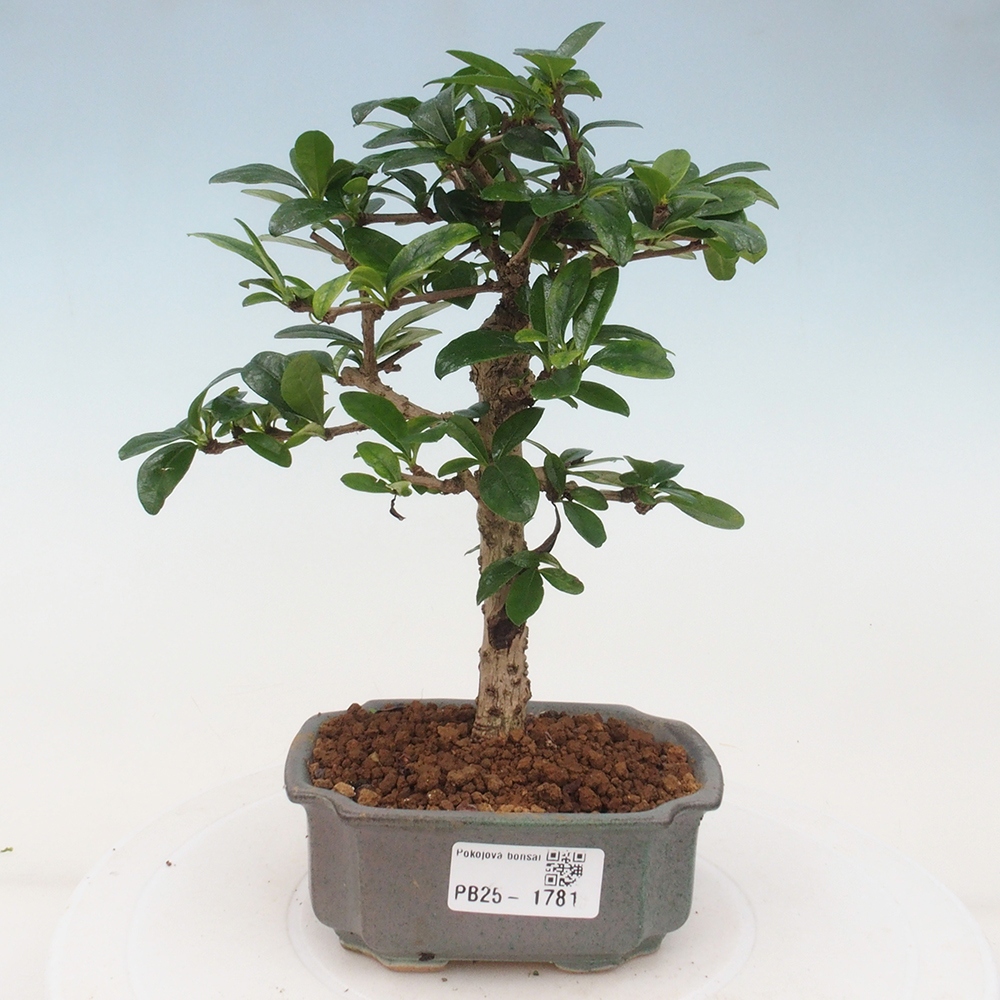 Zimmerbonsai - Carmona Macrophylla - Fuki-Tee