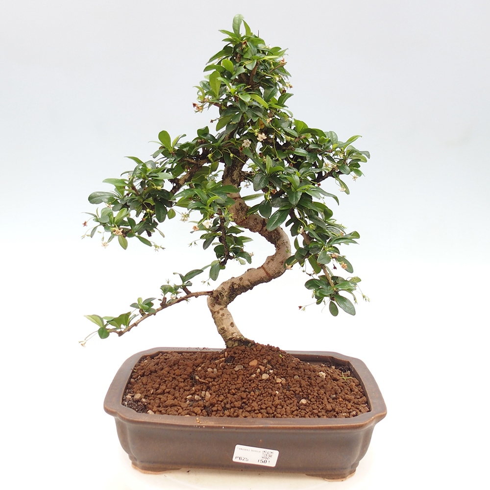Zimmer Bonsai - Carmona macrophylla - Tea Fuki