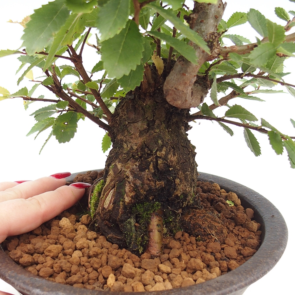 Bonsai im Freien - Zelkova - Zelkova serrata