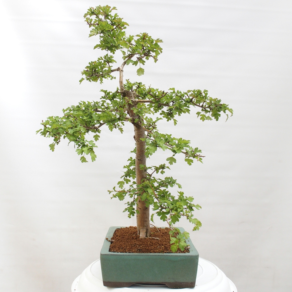 Bonsai im Freien - Weißdorn - Crataegus monogyna