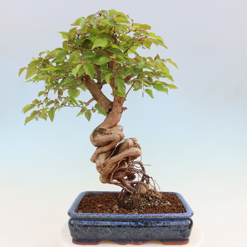 Bonsai für draußen - Karpinus Coreana - Koreanische Hainbuche
