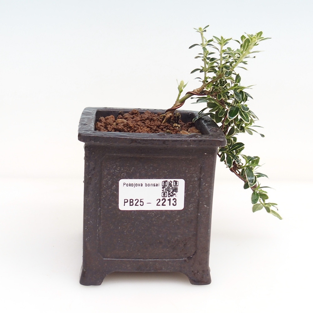 Zimmerbonsai - Serissa foetida Variegata - Baum der tausend Sterne