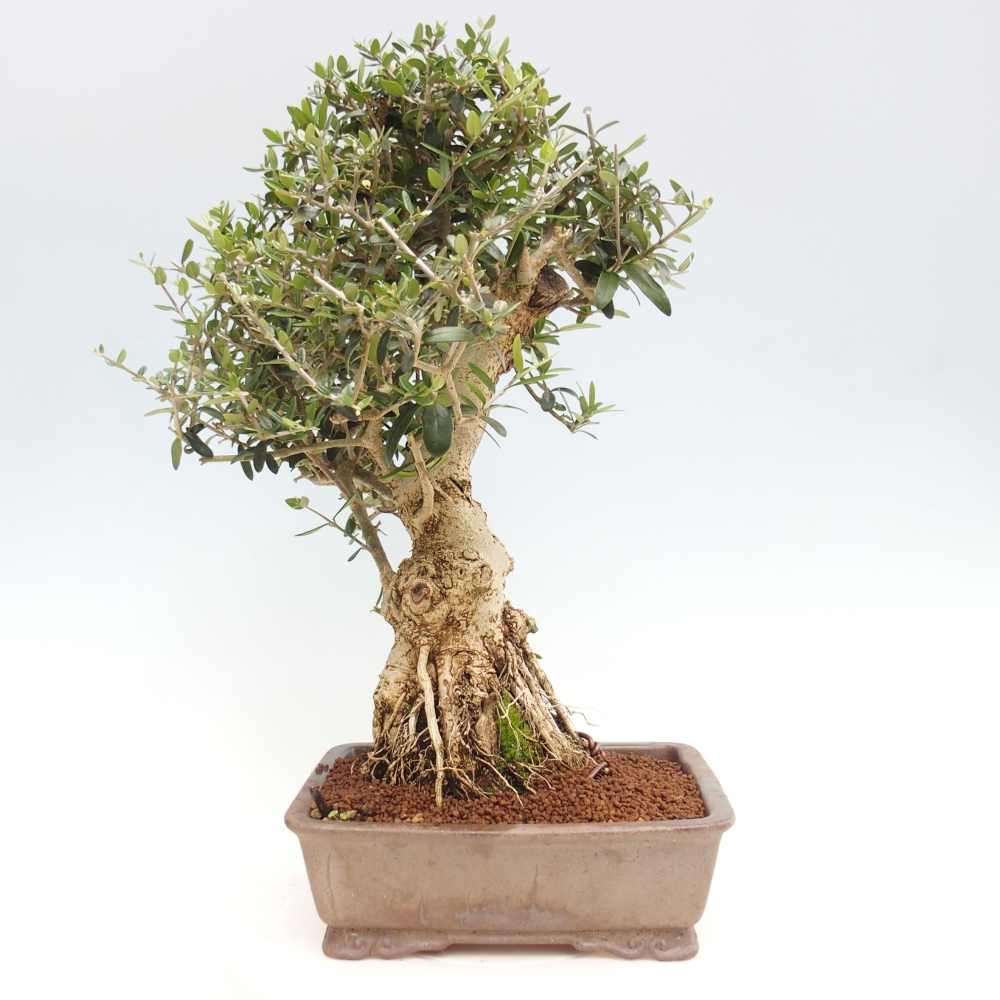 Indoor-Bonsai - Olea europaea sylvestris - Europäisches kleinblättriges Olivenöl