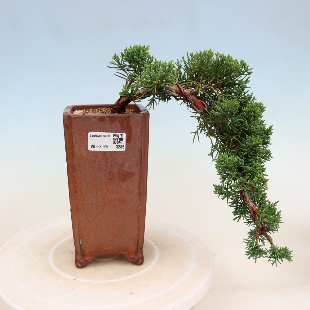Bonsai für draußen - Juniperus chinensis Kishu