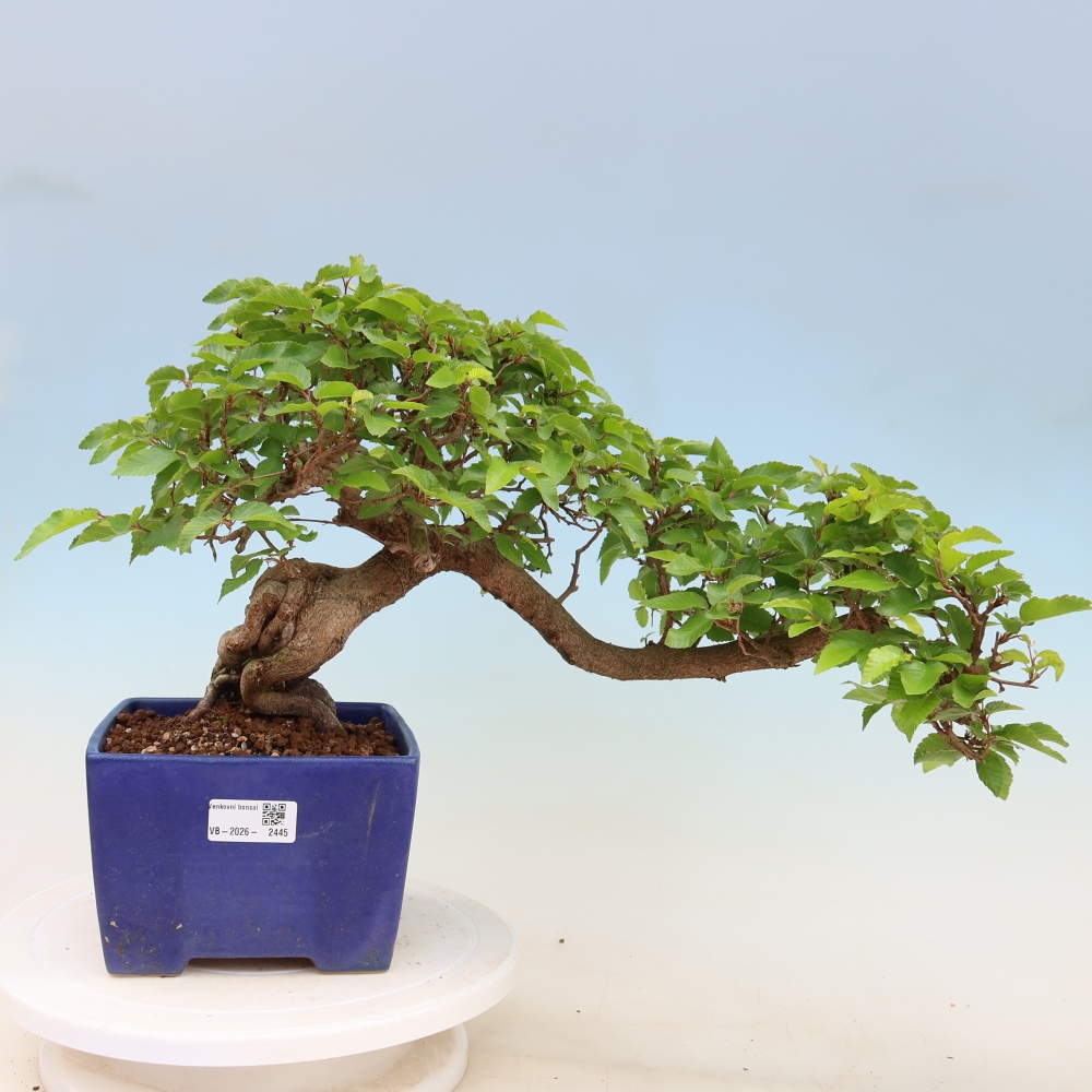 Bonsai für draußen - Karpinus Coreana - Koreanische Hainbuche