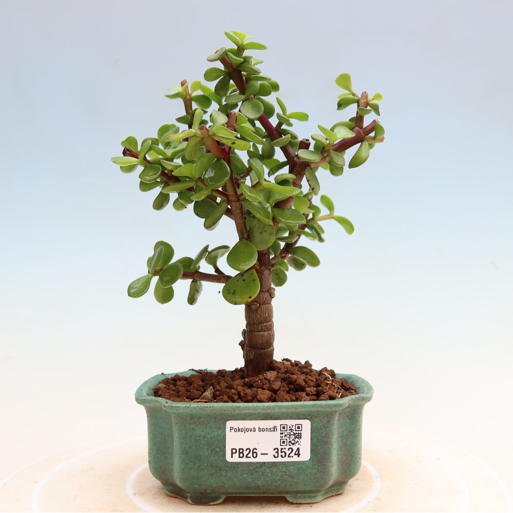 Zimmer Bonsai - Portulakaria Afra - Tlustice