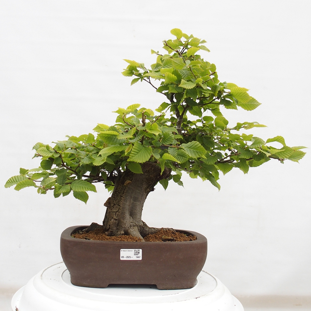 Bonsai im Freien - Hainbuche - Carpinus betulus
