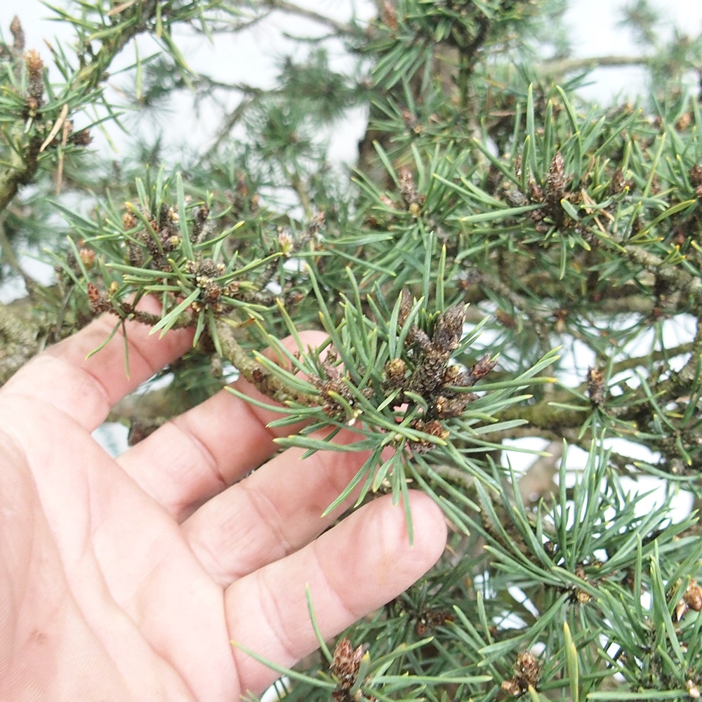 Yamadori - Pinus sylvestris 