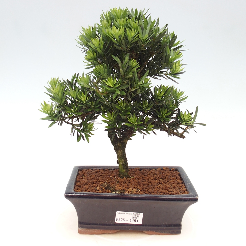 Indoor-Bonsai - Podocarpus - Stein tausend