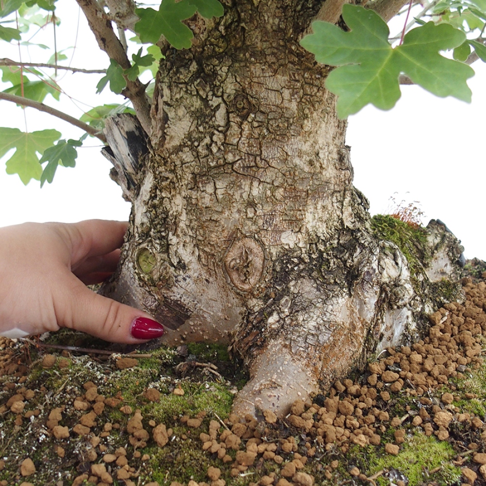 Bonsai im Freien - Baby-Ahorn - Acer campestre