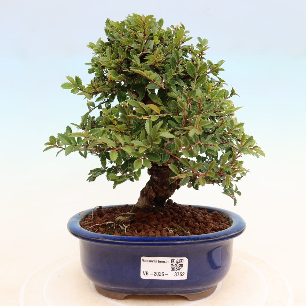 Bonsai für draußen - Zelkova - Zelkova NIRE