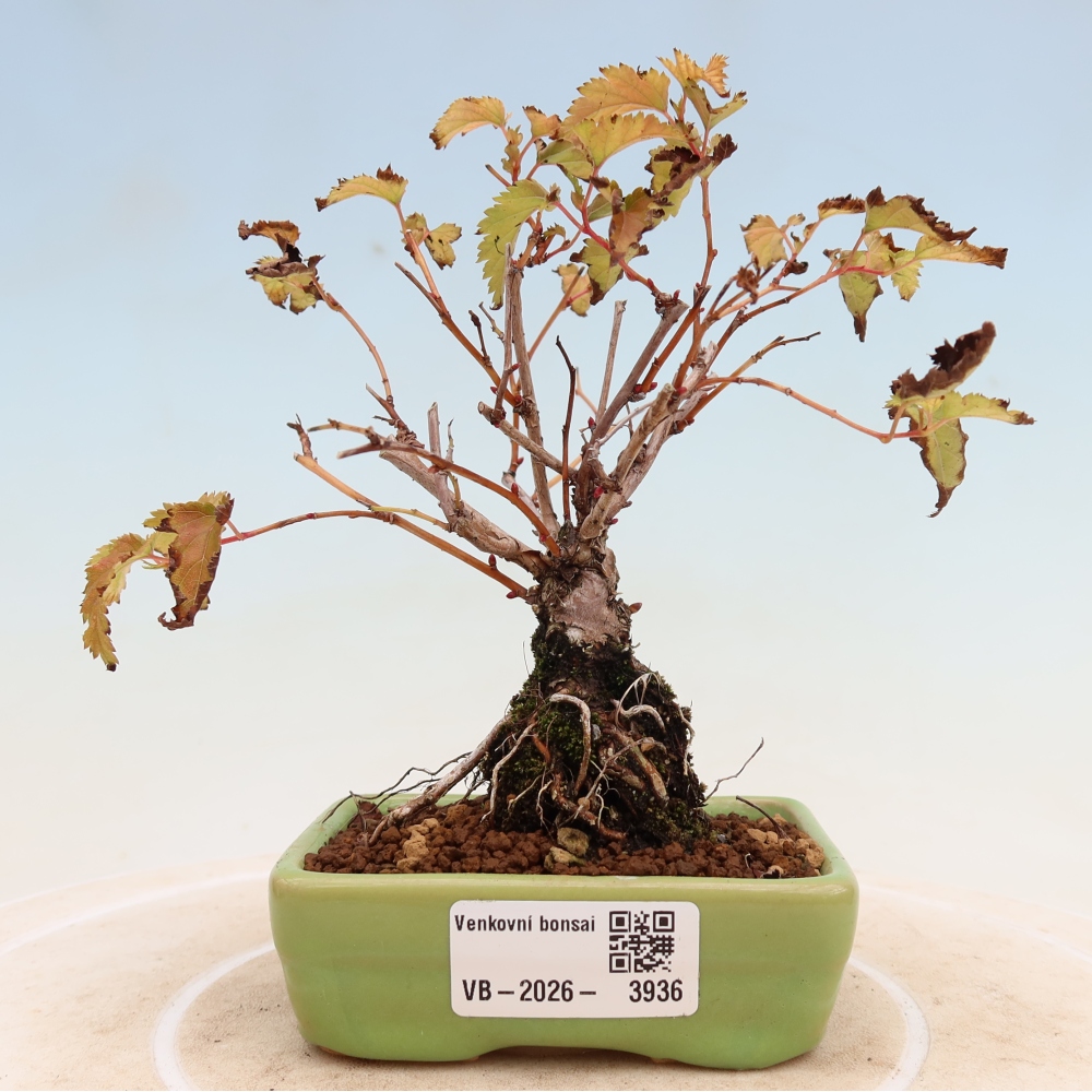 Bonsai für den Außenbereich – Stephanandra incisa – Gebogene Stephanandra