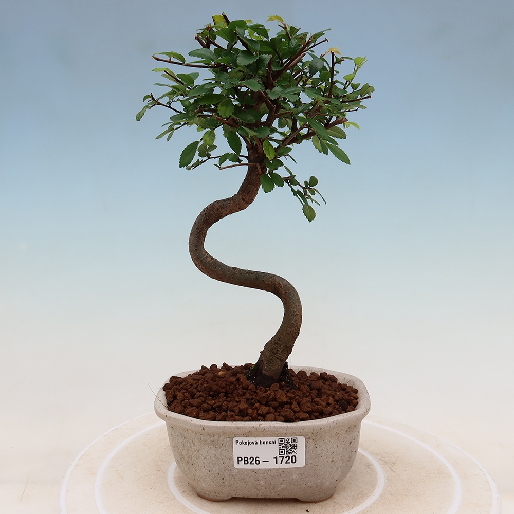 Zimmerbonsai - Ulmus parvifolia - Kleinblättrige Ulme