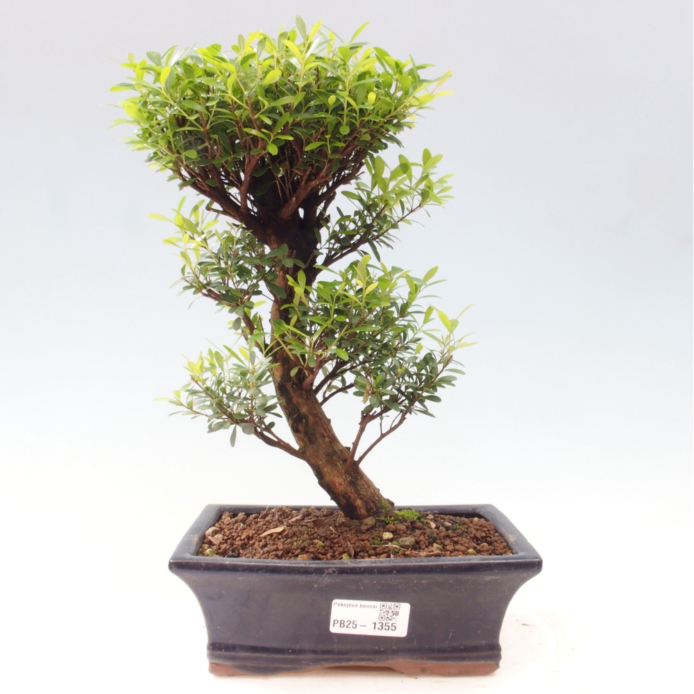 Zimmer Bonsai - Syzygium - Pimentovník