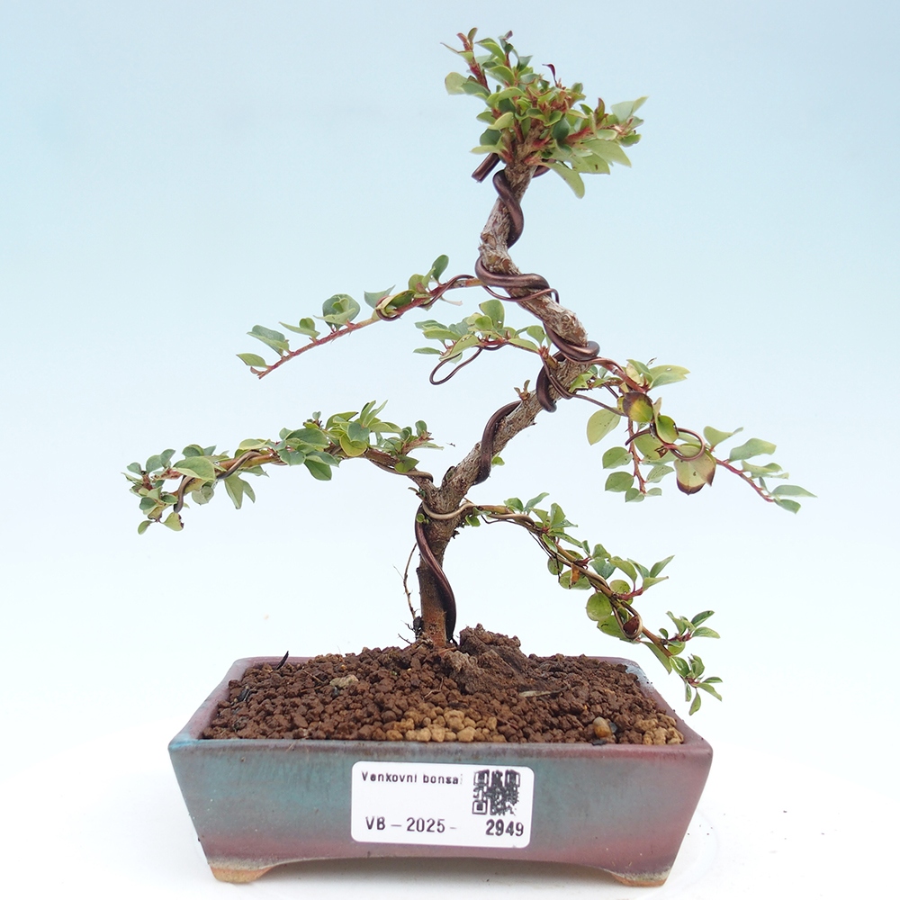 Bonsai im Freien - Cotoneaster horizontalis - Felsenbaum