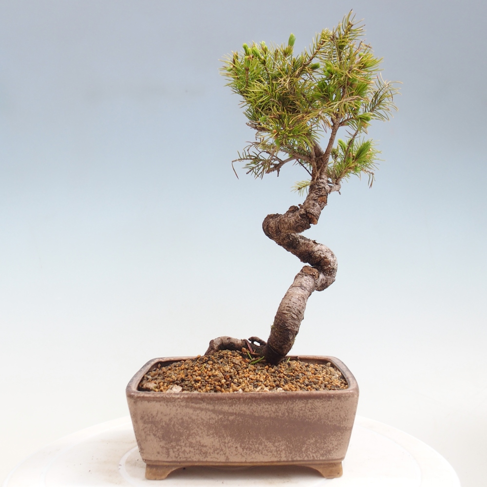 Bonsai für draußen - Fichte - Picea glauca globe