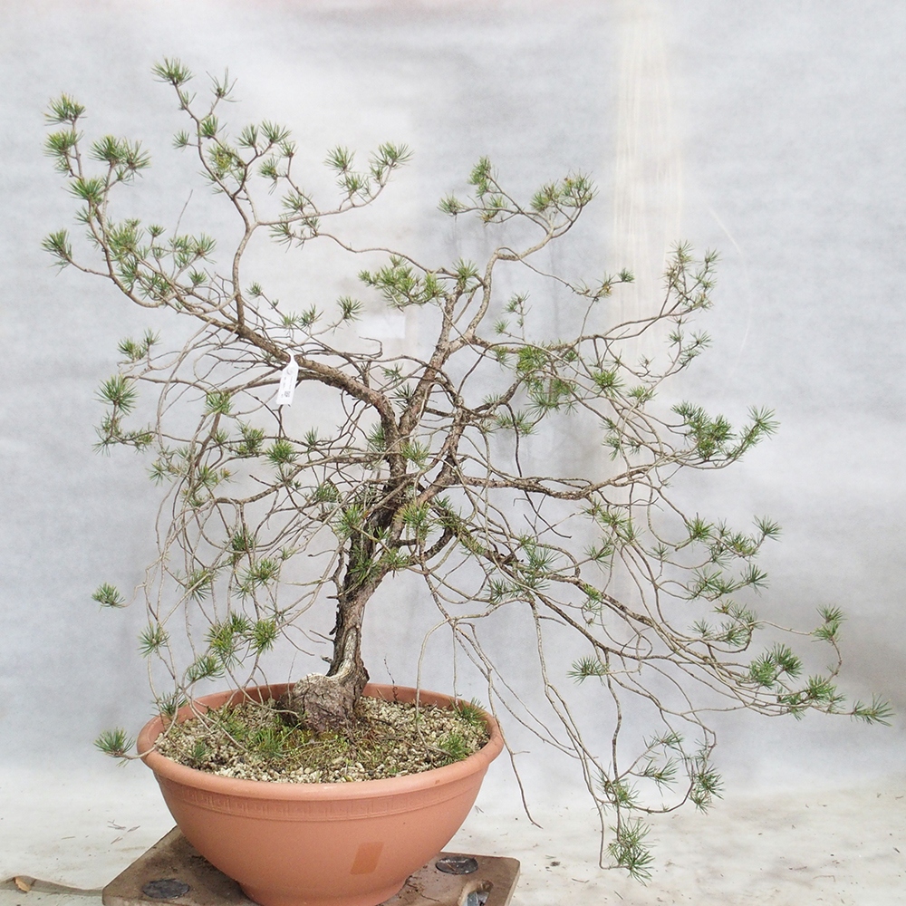 Yamadori - Pinus sylvestris 